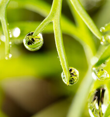 Dew drops on a green plant.