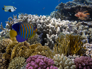 Wall Mural - Colorful Coral Reef At The Bottom Of Tropical Sea