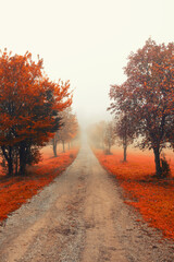 misty autumn tree alley 