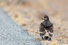 Close Up Of Nestling Or Young Steppe Eagle Or Aquila On A Ground