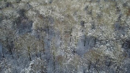 Poster - Belgique Wallonie Gaume Neige hiver bois foret Ardennes