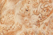 Wood burl texture background. High resolution image of exotic hardwood veneer grain burr. 