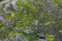 Green Moss On A Rock Texture Background. High Resolution Image Of Green Moss, Bryophyta