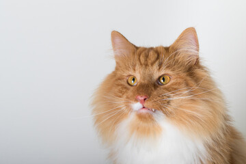 Portrait of beautiful white and orange long-haired Norwegian Forest Cat, sitting in front of camera and isolated on white background