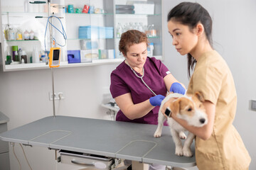 Poster - confident doctors are doing medical treatment in modern veterinary clinic