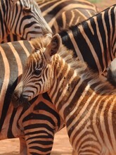 Portraits Of Zebras In Red Dust In A Soft Worm Light.