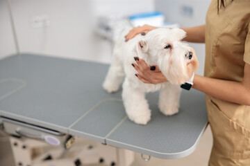 Poster - confident doctor is doing medical treatment in modern veterinary clinic