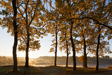 Oak Grove In Autumn In The Rays Of Dawn