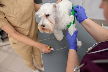 Poster - confident doctors are taking blood for analysis in modern veterinary clinic