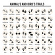 Set of animal and bird trails with name. Vector illustration