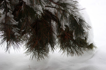 Poster - Snow on the pine tree. Winter abstract background.