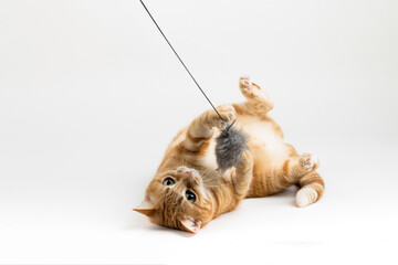 A Beautiful Domestic Orange Striped cat laying down and playing with a toy mouse in strange, weird, funny positions. Animal portrait against white background.