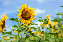 Yellow Tall Sunflower At Close Range On Blue Sky Background