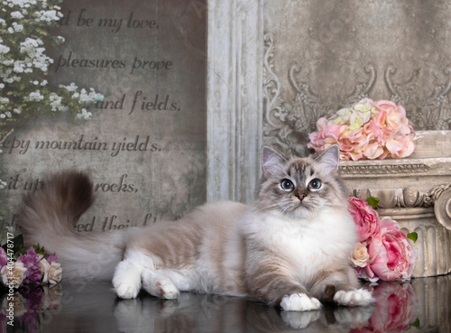 rag doll cat,  Young cat on retro background © liliya kulianionak