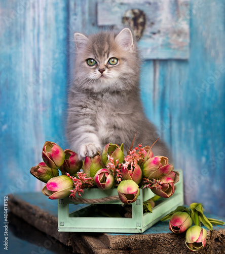 beautiful grey cat on a blue background and flowers spring © liliya kulianionak
