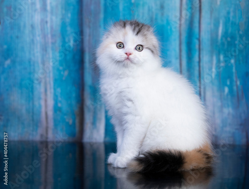 beautiful white cat on a blue background © liliya kulianionak