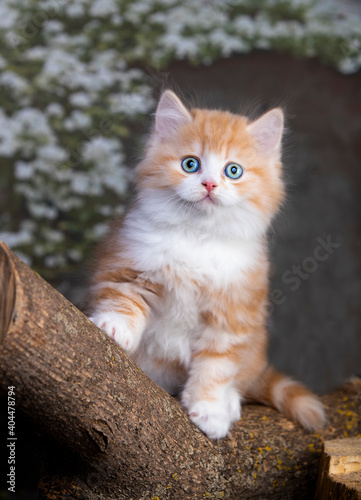 beautiful  red  cat on a blue background © liliya kulianionak