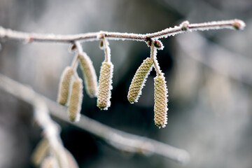 Wall Mural - Catkins on a Hazel (Corylus avellana) tree covered with hoar frost on a winters day