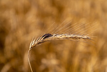 Rye With Ergot Fungus In The Field