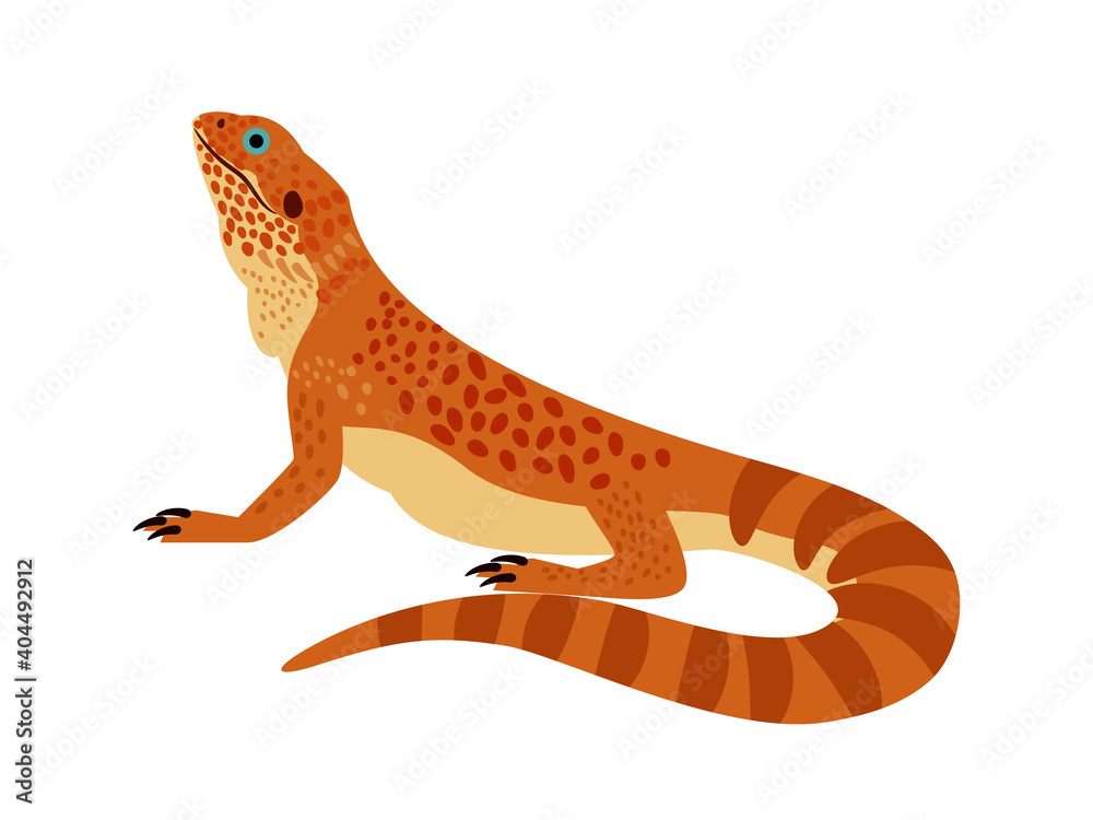 Tropical reptile. Cartoon zoo character, wild orange bearded dragon, vector illustration of terrarium lizard isolated on white background - obrazy, fototapety, plakaty 