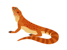 Tropical Reptile. Cartoon Zoo Character, Wild Orange Bearded Dragon, Vector Illustration Of Terrarium Lizard Isolated On White Background
