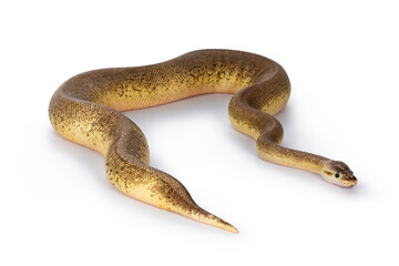 Leinwandbilder - Adult Pinstripe Cinnamon Pastel Fire Ballpython aka Python regius snake. Full body shot on white background.
