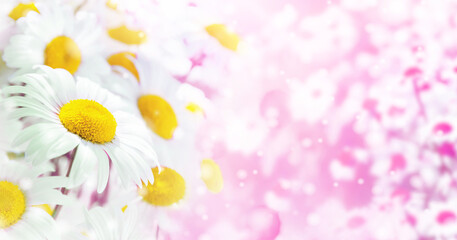 Aufkleber - Bright summer background of beautiful flowering daisies. Background for greeting cards