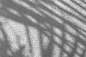 Wall Mural - Black and White abstract background texture of shadows leaf on a concrete wall.