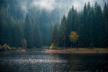 Fogy lake forest landscape background 