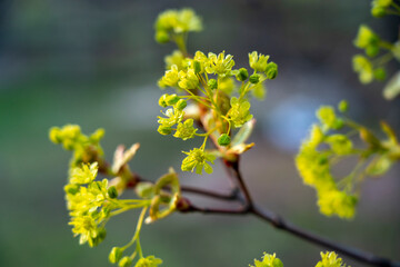 Wall Mural - maple flowers close-up during spring flowering