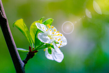 Wall Mural - cherry blossom in the spring sun close-up