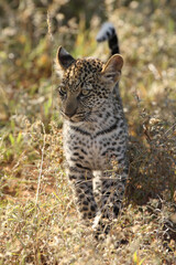 Poster - Leopard (Panthera pardus) small cub in tall grass with raised tail. Little cute predator lost in the deep grass.