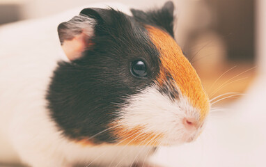 Canvas Print - pretty guinea pig looking in the camera