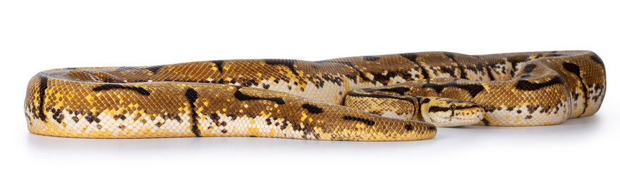 Leinwandbilder - Adult Bumblebee / Pastel Spider Ballpython aka Python regius snake. Isolated on white background.