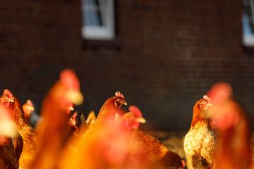 Wall Mural - Free range organic chickens poultry in a country farm on a winter morning, germany