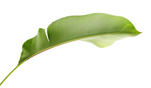 Strelitzia Reginae, Heliconia, Tropical Leaf, Bird Of Paradise Foliage Isolated On White Background, With Clipping Path