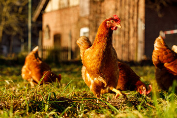 Wall Mural - Free range organic chickens poultry in a country farm on a winter morning, germany