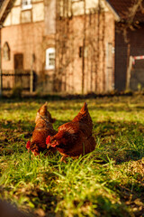 Wall Mural - Free range organic chickens poultry in a country farm on a winter morning, germany