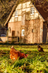 Wall Mural - Free range organic chickens poultry in a country farm on a winter morning, germany