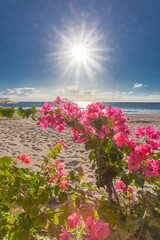 Poster - Plage paradisiaque sous le soleil des tropiques 