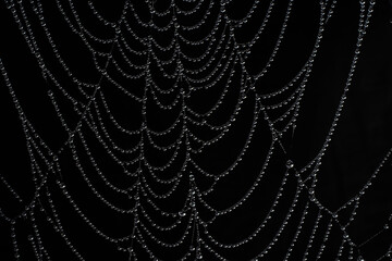 macro photography of cobweb covered in water drops on black background