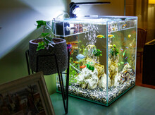 Aquarium With Fish On A Table. Nano Aquarium In The Home Interior. Light In The Aquarium In The Evening. Cozy Interior