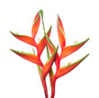 Heliconia bihai flower (Red palulu), Tropical flowers isolated on white background, with clipping path