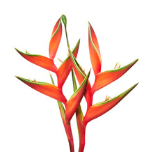 Heliconia Bihai Flower (Red Palulu), Tropical Flowers Isolated On White Background, With Clipping Path