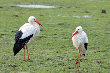 Two wintering storks in a frozen meadow near Leiden, Netherlands