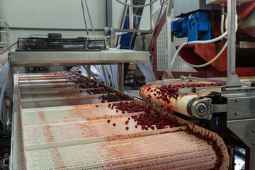 The conveyor transports the cherries processed and prepared for conservation.