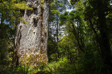 Huge Kauri Tree In Waipoua Kauri Forest, NZ