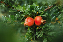Two Ripe Red Pomegranates On A Green Tree Branch