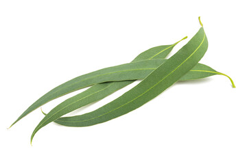 Poster - Fresh eucalyptus leaves