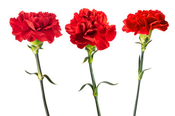 Wall Mural - Red carnations